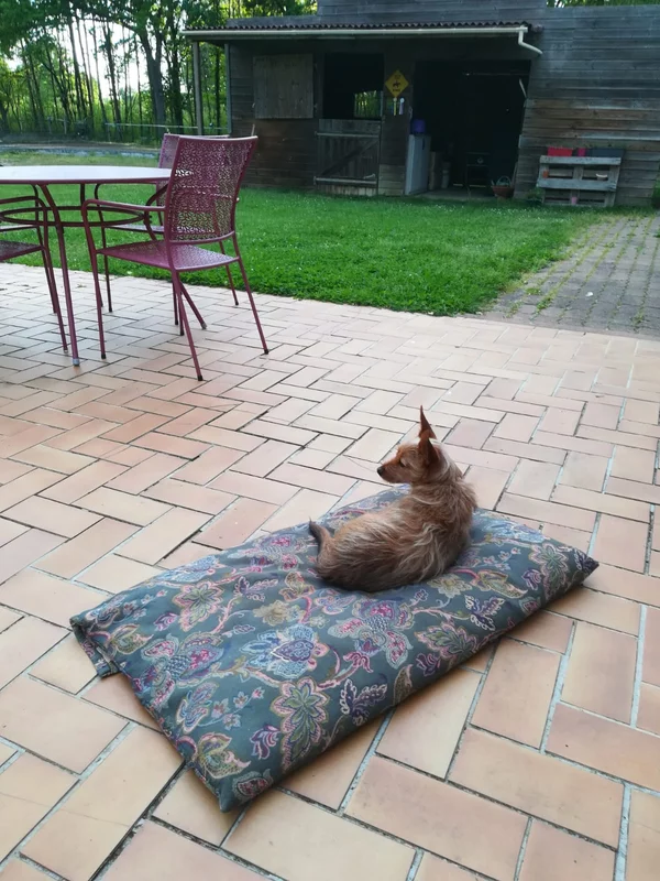 Coucou du dimanche