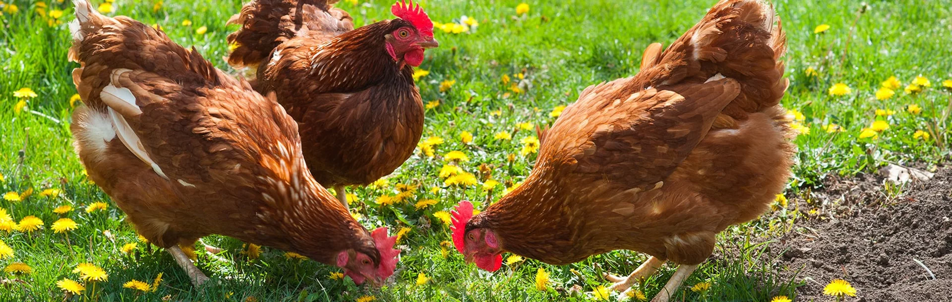 actu-header-3840x1220-ibis-poulailler-demi-min.jpg